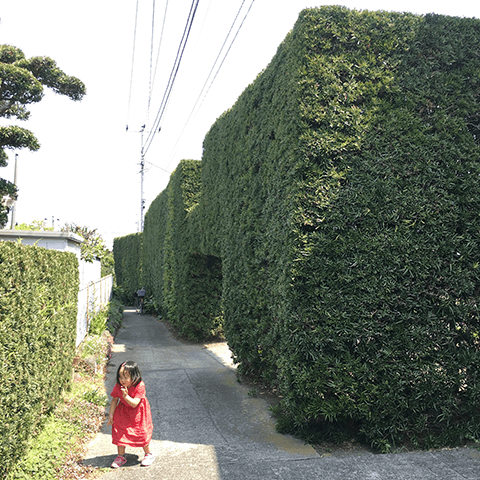 館山市のコワーキングスペースそばの迷路のような生け垣 その1