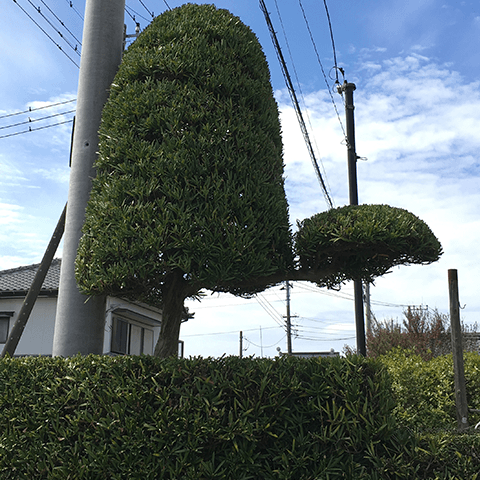 館山市のキッチリ＆ボーボー生け垣 その3