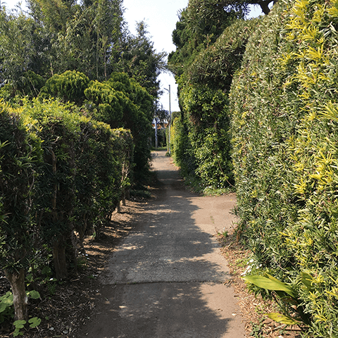 館山市の表情豊かな生け垣 その1