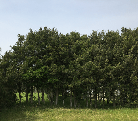 館山市のボーボー生け垣 その3