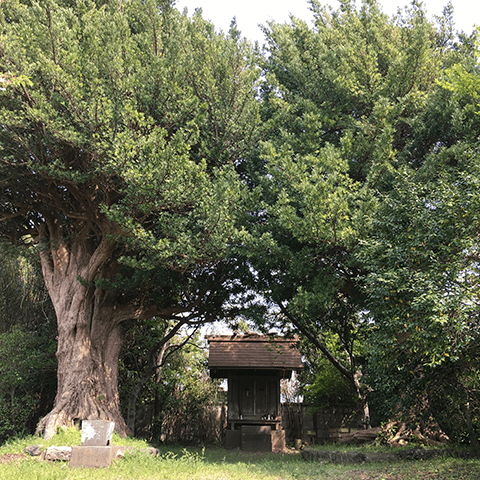 館山市のボーボー生け垣 その1