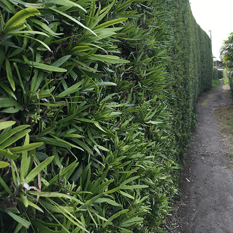 館山市のコワーキングスペースそばの生け垣