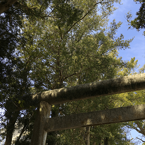 館山市のボーボー生け垣 その2