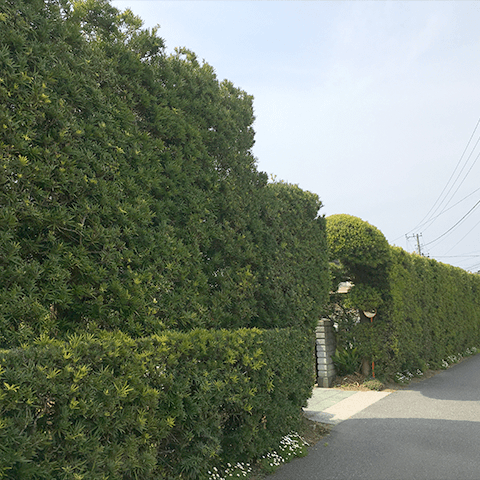 館山市の表情豊かな生け垣 その3