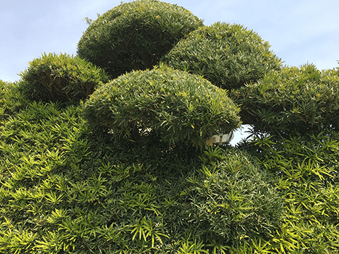 館山市のキッチリ＆ボーボー生け垣 その2