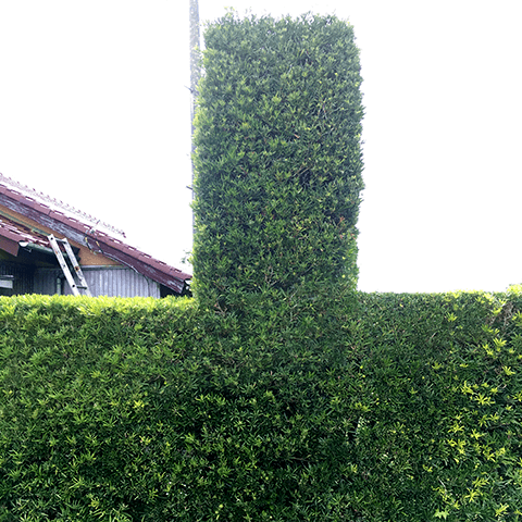 館山市のキッチリ角刈り生け垣 その2