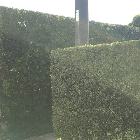 館山市のキッチリ角刈り生け垣 その3