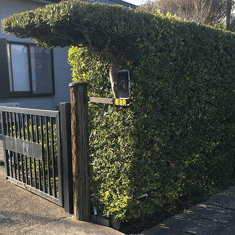 剪定者の自由な感覚と枝ぶりの独特な佇まい その1