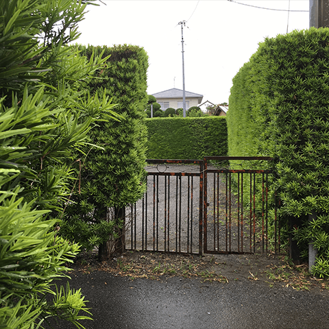 館山市のコワーキングスペースそばの迷路のような生け垣 その2