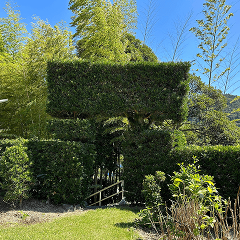 南房総市の真言院の槙の生垣 その1